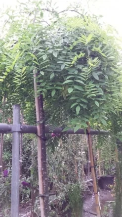 Honingboom (Sophora Japonica 'Pendula') 9 Honingboom (Sophora Japonica 'Pendula') -Tuinplantenwinkel 20190712 122954