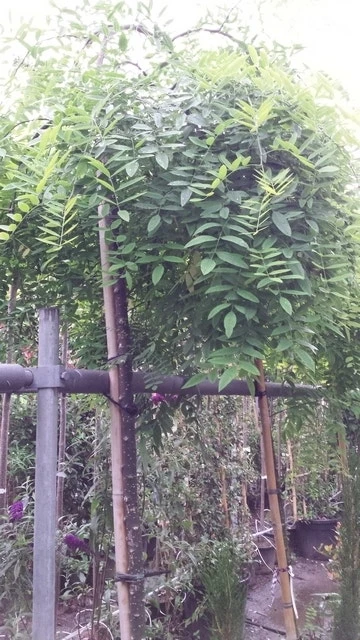 Honingboom (Sophora Japonica 'Pendula') 4 Honingboom (Sophora Japonica 'Pendula') - Afbeelding 4