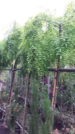 Honingboom (Sophora Japonica 'Pendula') 10 Honingboom (Sophora Japonica 'Pendula') -Tuinplantenwinkel 20190712 123011