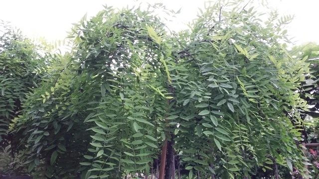 Honingboom (Sophora Japonica 'Pendula') 6 Honingboom (Sophora Japonica 'Pendula') - Afbeelding 6