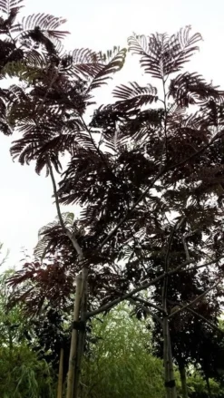 Perzische Slaapboom Als Boom (Albizia Julibrissin 'Summer Chocolate') -Tuinplantenwinkel 20190712 123113 1