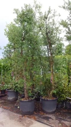 Kurkeik Meerstammig (Quercus Suber) -Tuinplantenwinkel 20190712 151928 1