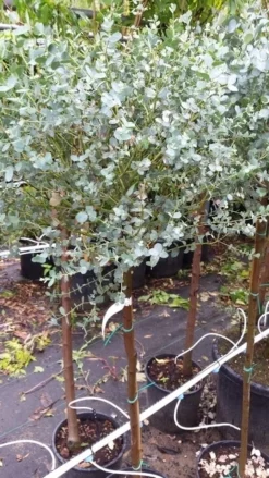 Eucalyptus Op Stam (Eucalyptus Gunnii) -Tuinplantenwinkel 20190712 152539