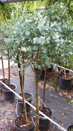 Eucalyptus Op Stam (Eucalyptus Gunnii) -Tuinplantenwinkel 20190712 152604