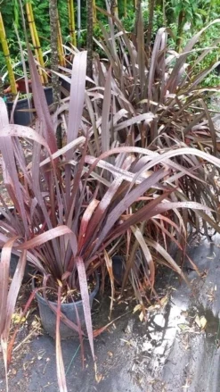 Nieuw Zeelands Vlas (Phormium Tenax 'Purpureum') 13 Nieuw Zeelands Vlas (Phormium Tenax 'Purpureum') -Tuinplantenwinkel 20190712 152646 1