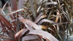 Nieuw Zeelands Vlas (Phormium Tenax 'Purpureum') 15 Nieuw Zeelands Vlas (Phormium Tenax 'Purpureum') -Tuinplantenwinkel 20190712 152706 1