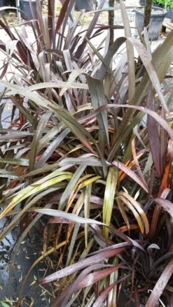Nieuw Zeelands Vlas (Phormium Tenax 'Purpureum') 14 Nieuw Zeelands Vlas (Phormium Tenax 'Purpureum') -Tuinplantenwinkel 20190712 152733 1