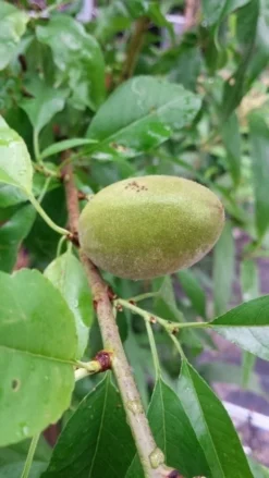 Amandelboom (Prunus Dulcis) 14 Amandelboom (Prunus Dulcis) -Tuinplantenwinkel 20190712 153121 1