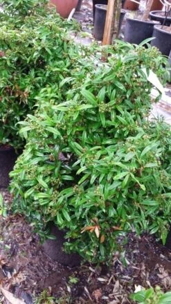 Vuurdoorn Als Bol (Pyracantha 'Navaho') 11 Vuurdoorn Als Bol (Pyracantha 'Navaho') -Tuinplantenwinkel 20190712 153414 2