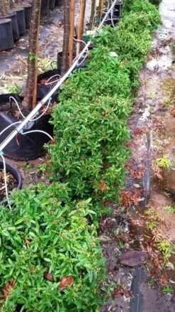 Vuurdoorn Als Bol (Pyracantha 'Navaho') -Tuinplantenwinkel 20190712 153510