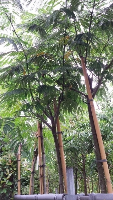 Perzische Slaapboom (Albizia Julibrissin) 4 Perzische Slaapboom (Albizia Julibrissin) - Afbeelding 4