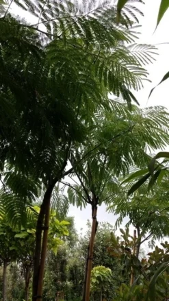 Perzische Slaapboom (Albizia Julibrissin) 18 Perzische Slaapboom (Albizia Julibrissin) -Tuinplantenwinkel 20190712 160730