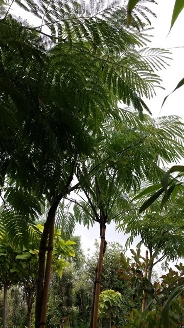 Perzische Slaapboom (Albizia Julibrissin) 8 Perzische Slaapboom (Albizia Julibrissin) - Afbeelding 8