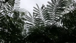 Perzische Slaapboom (Albizia Julibrissin) 17 Perzische Slaapboom (Albizia Julibrissin) -Tuinplantenwinkel 20190712 160753