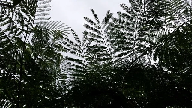 Perzische Slaapboom (Albizia Julibrissin) 7 Perzische Slaapboom (Albizia Julibrissin) - Afbeelding 7