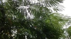 Perzische Slaapboom (Albizia Julibrissin) 19 Perzische Slaapboom (Albizia Julibrissin) -Tuinplantenwinkel 20190712 160804