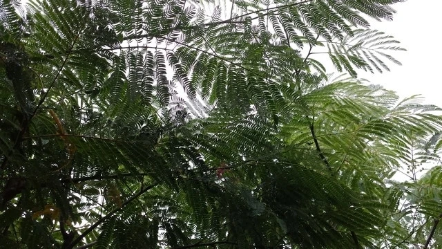 Perzische Slaapboom (Albizia Julibrissin) 9 Perzische Slaapboom (Albizia Julibrissin) - Afbeelding 9