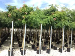 Perzische Slaapboom (Albizia Julibrissin) 13 Perzische Slaapboom (Albizia Julibrissin) -Tuinplantenwinkel 20190817145629468634