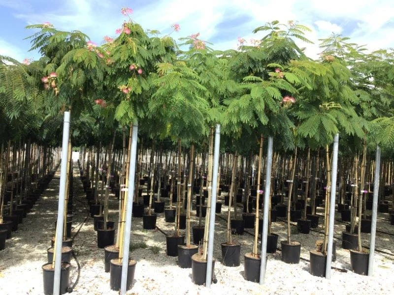 Perzische Slaapboom (Albizia Julibrissin) 3 Perzische Slaapboom (Albizia Julibrissin) - Afbeelding 3