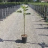 Vijg Op Stam (Ficus Carica 'Violet Dauphine')