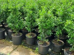 Hulst (Ilex Meserveae 'Heckenfee') -Tuinplantenwinkel 20210614 113313 1