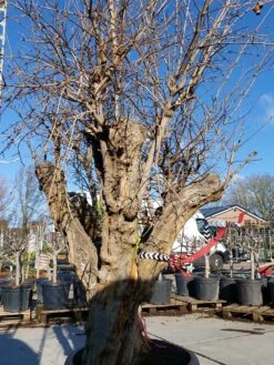 Granaatappel Als Solitair (Punica Granatum) 14 Granaatappel Als Solitair (Punica Granatum) -Tuinplantenwinkel 20220217 110658