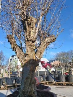 Granaatappel Als Solitair (Punica Granatum) 12 Granaatappel Als Solitair (Punica Granatum) -Tuinplantenwinkel 20220217 110708