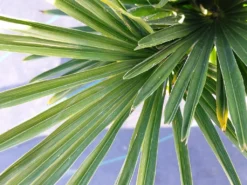 Winterharde Palm (Trachycarpus Wagnerianus) 13 Winterharde Palm (Trachycarpus Wagnerianus) -Tuinplantenwinkel 20220217 112257