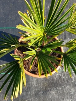 Winterharde Palm (Trachycarpus Wagnerianus) 12 Winterharde Palm (Trachycarpus Wagnerianus) -Tuinplantenwinkel 20220217 112447