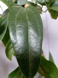 Groenblijvende Clematis (Clematis Armandii 'Hendersonii Rubra') -Tuinplantenwinkel 20220613 162250 1