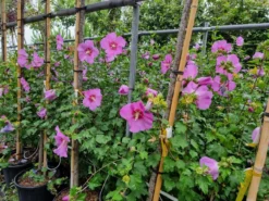 Altheastruik (Hibiscus Syriacus 'Rose Moon') -Tuinplantenwinkel 20220817 110039