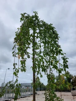Treursierkers (Prunus Subhirtella 'Pendula Rosea') -Tuinplantenwinkel 20221003 124006