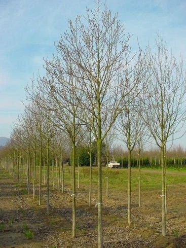 Beverboom (Magnolia Cylindrica) 1 Beverboom (Magnolia Cylindrica)