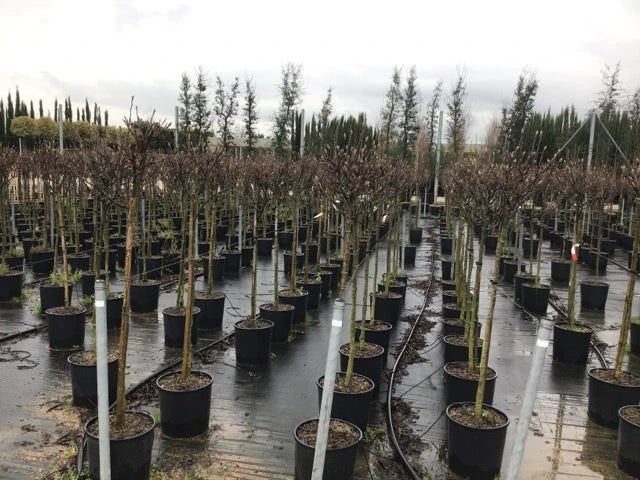 Beverboom Op Stam (Magnolia Soulangeana) 2 Beverboom Op Stam (Magnolia Soulangeana) - Afbeelding 2