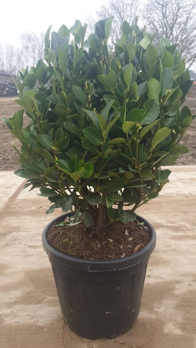 Kardinaalshoed Als Bol (Euonymus Japonicus) 1 Kardinaalshoed Als Bol (Euonymus Japonicus)