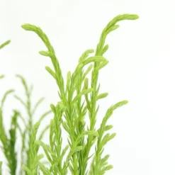 Sikkelden (Cryptomeria Japonica 'Kitayama') -Tuinplantenwinkel 2887685 v t5