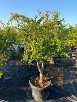 Granaatappel Als Solitair (Punica Granatum) 16 Granaatappel Als Solitair (Punica Granatum) -Tuinplantenwinkel 2abb39e3 174c 4ec1 a229 9f8a81d17e96