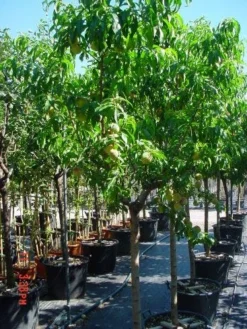 Perzikboom (Prunus Persica) -Tuinplantenwinkel 312prunuspersica 3