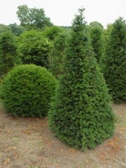 Taxus Als Pyramide (Taxus Baccata)