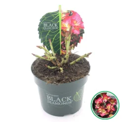 Hortensia (Hydrangea Black Diamonds Dark Angel) -Tuinplantenwinkel 3 4 1