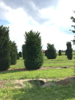 Grote Venijnboom (Taxus Baccata) -Tuinplantenwinkel 400450x 150 200