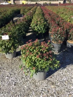 Sneeuwbal Als Bolvorm (Viburnum Tinus 'Eve Price') -Tuinplantenwinkel 4050 2