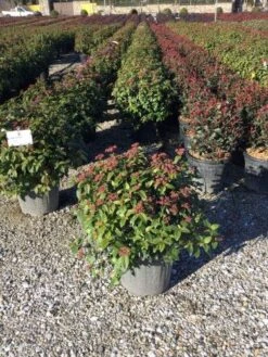 Sneeuwbal Als Bolvorm (Viburnum Tinus 'Eve Price') -Tuinplantenwinkel 4050 3