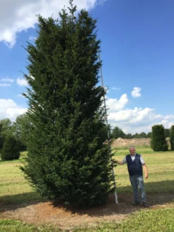 Grote Venijnboom (Taxus Baccata) -Tuinplantenwinkel 550600 x 175 200 1
