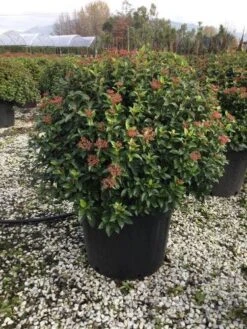Sneeuwbal Als Bolvorm (Viburnum Tinus 'Eve Price') -Tuinplantenwinkel 6070 3
