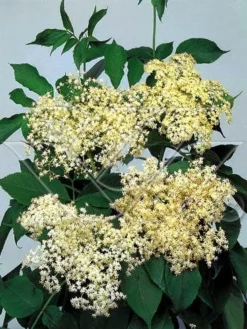 Vlier (Sambucus Nigra) -Tuinplantenwinkel 703081 3 1