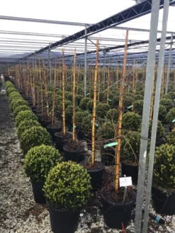 Japanse Esdoorn (Acer Palmatum 'Viridis') -Tuinplantenwinkel 7 2