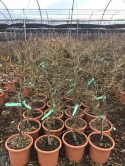 Japanse Esdoorn (Acer Palmatum 'Viridis') -Tuinplantenwinkel 8 1