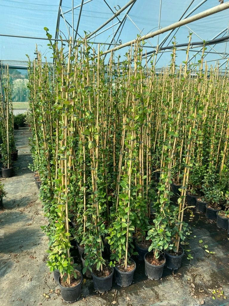 Toscaanse Jasmijn (Trachelospermum Jasminoides 'Winter Ruby') 2 Toscaanse Jasmijn (Trachelospermum Jasminoides 'Winter Ruby') - Afbeelding 2