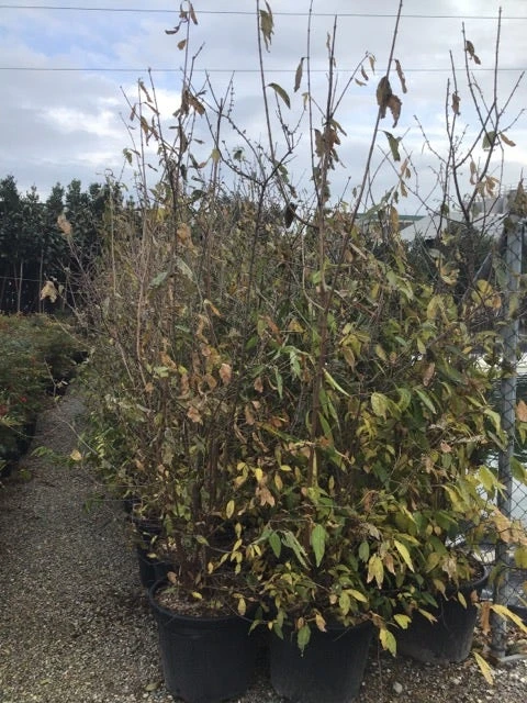 Winterzoet (Chimonanthus Praecox) 6 Winterzoet (Chimonanthus Praecox) - Afbeelding 6